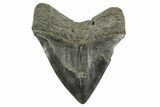 Bargain, Fossil Megalodon Tooth - South Carolina #365804-2